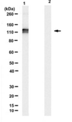 Adenylate Cyclase Toxin Mouse anti-Bacteria, Clone: 3D1, MilliporeSigma:Antibodies:Primary